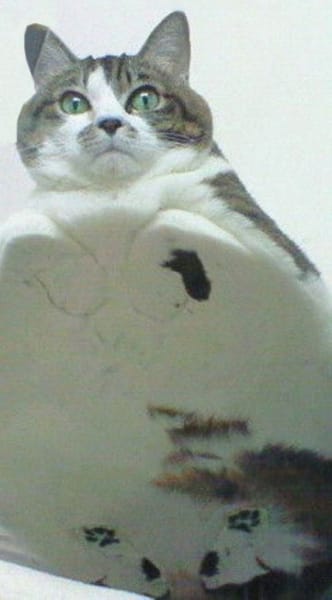 環球購物中心股份有限公司桃園分公司