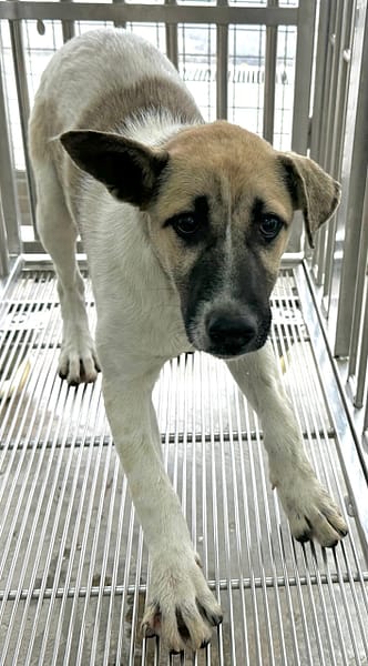 【待認養】混種犬 狗 (女生) - 花蓮縣狗貓躍動園區