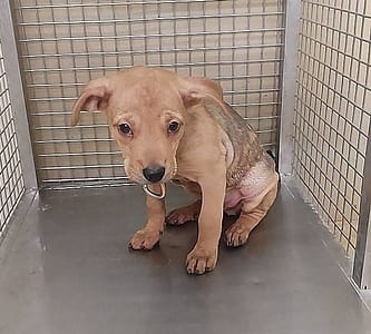 【待認養】混種犬 狗 (男生) - 嘉義市動物保護教育園區