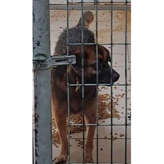 【待認養】混種犬 狗 (女生) - 連江縣動物之家