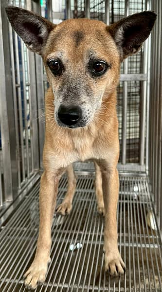 【待認養】混種犬 狗 (男生) - 花蓮縣狗貓躍動園區