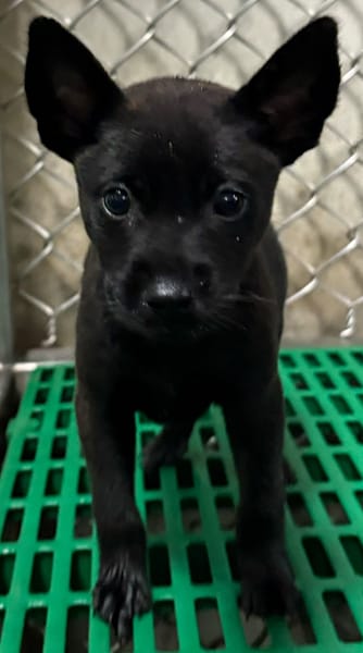 【待認養】混種犬 狗 (女生) - 臺東縣動物收容中心