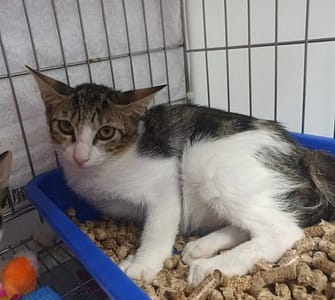 【待認養】混種貓 貓 (女生) - 新北市板橋區公立動物之家