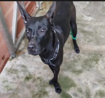 【待認養】混種犬 狗 (男生) - 新北市五股區公立動物之家