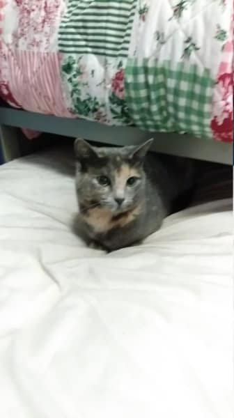 貝菓寵物美宿館