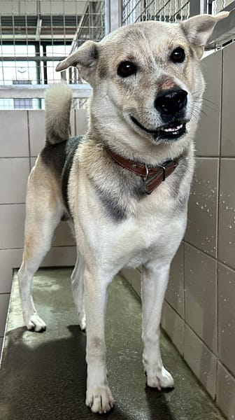 【待認養】混種犬 狗 (男生) - 花蓮縣狗貓躍動園區