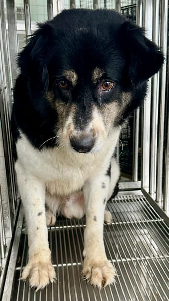 【待認養】混種犬 狗 (男生) - 花蓮縣狗貓躍動園區