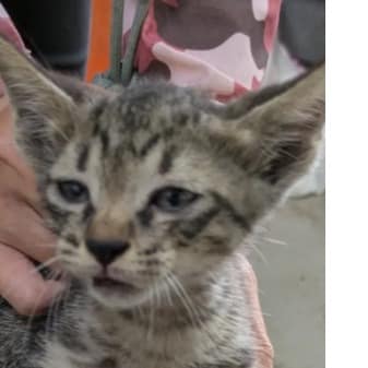 【待認養】混種貓 貓 (男生) - 新北市五股區公立動物之家