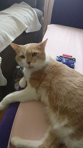 保平莊柴犬專業犬舍