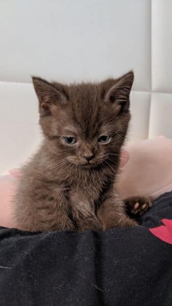 捲捲毛寵物旅館