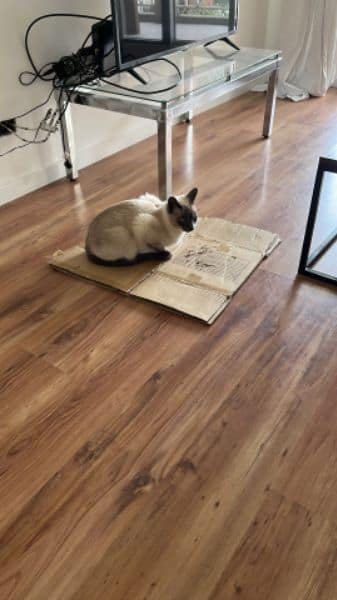 旅樂寵物事業工作室