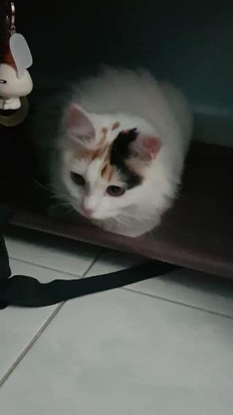 翻肚肚寵物美容