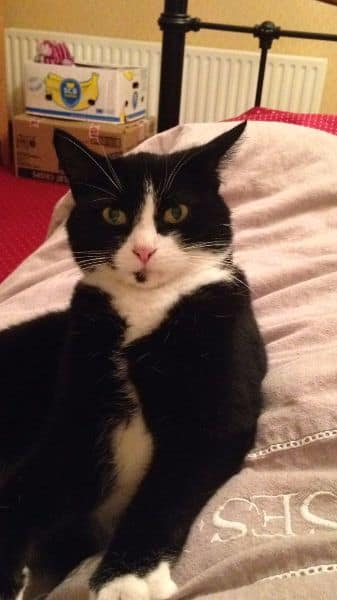 萬達寵物事業股份有限公司-嘉義吳鳳分公司