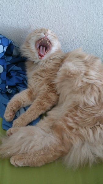 養樂多愛犬世界