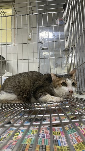 【待認養】混種貓 貓 (女生) - 新北市新店區公立動物之家