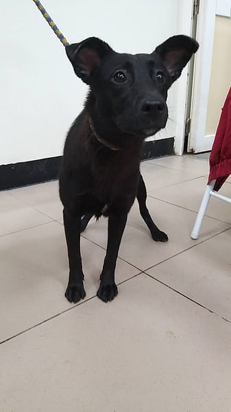 【待認養】混種犬 狗 (男生) - 新北市八里區公立動物之家