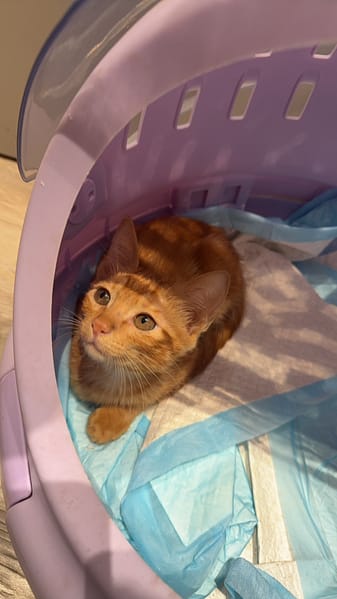 【待認養】混種貓 貓 (男生) - 新北市八里區公立動物之家