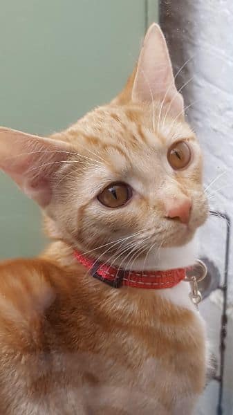 三樓的貓布偶貓舍