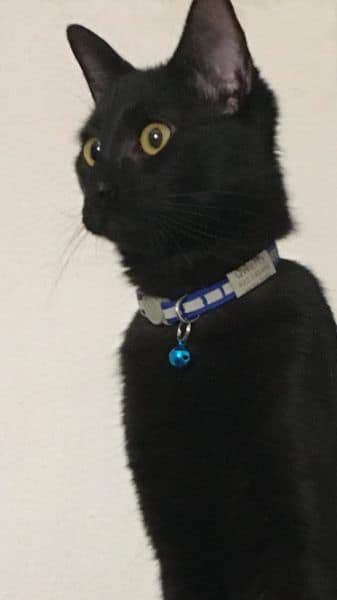 卡魯寵物企業社