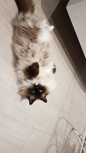 我的狗寵物美容住宿