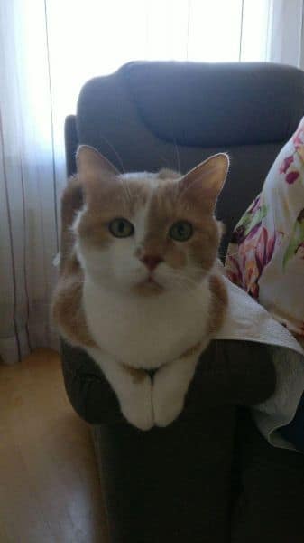 毛星系企業社-夢時代分店