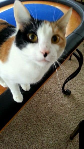 毛貝比寵物美容旅館