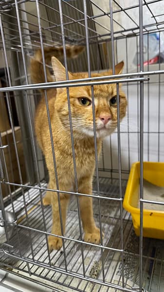 【待認養】混種貓 貓 (男生) - 新北市新店區公立動物之家
