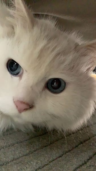 小林家法國鬥牛犬舍