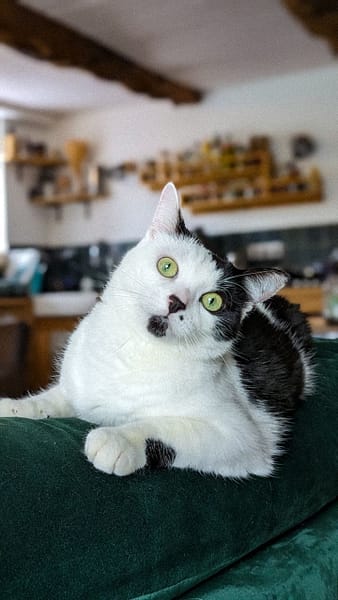 小毛貓貓俱樂部