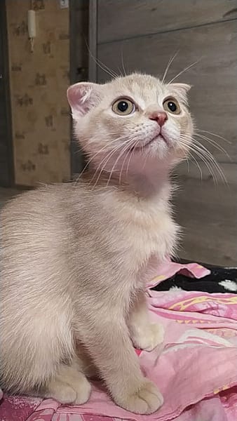 小老師寵物美容