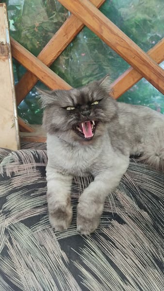 愛諾寵物生活館