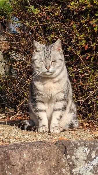 明星犬匠寵物專業美容
