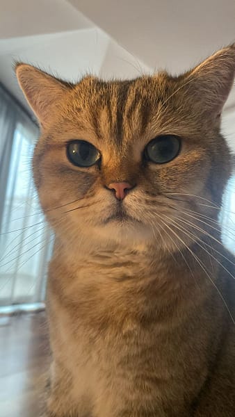 派特萌精品貓舍