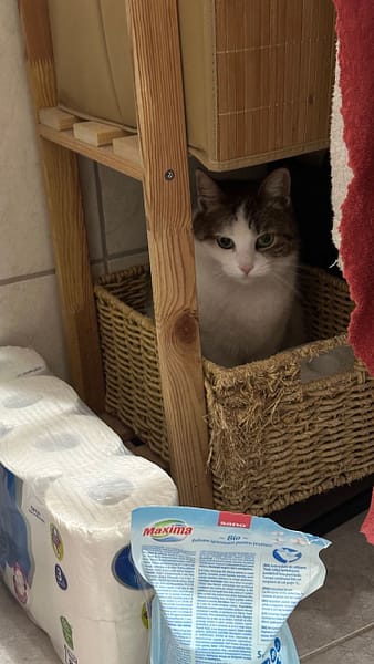 頂尖西伯利亞哈士奇犬舍