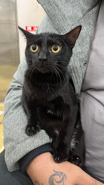 【待認養】混種貓 貓 (女生) - 新北市中和區公立動物之家