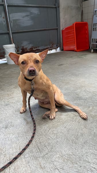 【待認養】混種犬 狗 (女生) - 新北市新店區公立動物之家