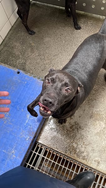 【待認養】混種犬 狗 (男生) - 新北市新店區公立動物之家