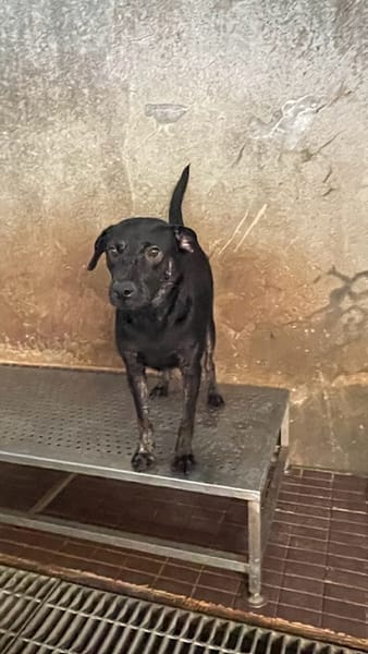 【待認養】混種犬 狗 (男生) - 新北市新店區公立動物之家