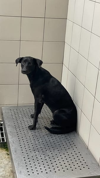 【待認養】混種犬 狗 (女生) - 新北市新店區公立動物之家