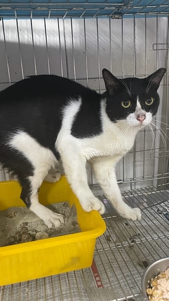 【待認養】混種貓 貓 (男生) - 新北市新店區公立動物之家