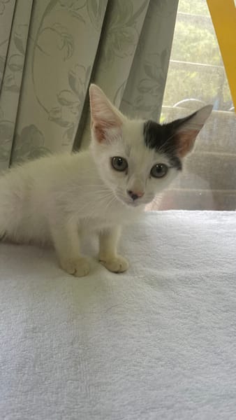 【待認養】混種貓 貓 (女生) - 新北市新店區公立動物之家