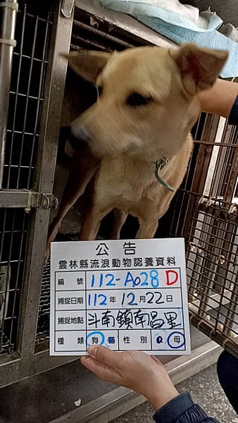 【待認養】混種犬 狗 (女生) - 雲林縣流浪動物收容所
