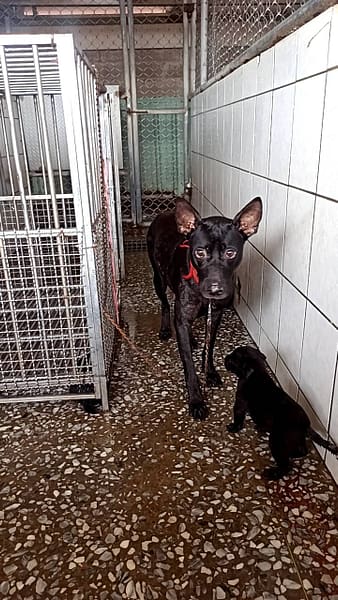 【待認養】混種犬 狗 (女生) - 金門縣動物收容中心