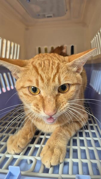 【待認養】混種貓 貓 (男生) - 新北市八里區公立動物之家