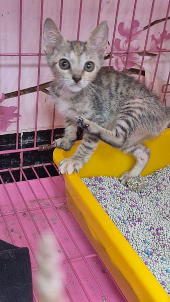 【待認養】混種貓 貓 (女生) - 新北市八里區公立動物之家