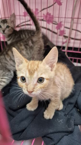 【待認養】混種貓 貓 (男生) - 新北市八里區公立動物之家