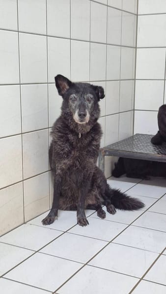 【待認養】混種犬 狗 (女生) - 新北市八里區公立動物之家