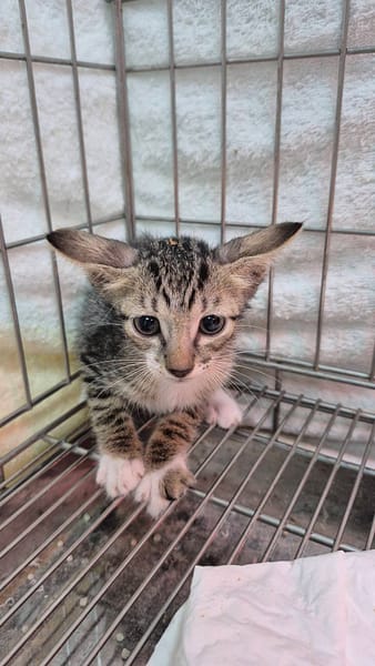 【待認養】混種貓 貓 (男生) - 新北市八里區公立動物之家