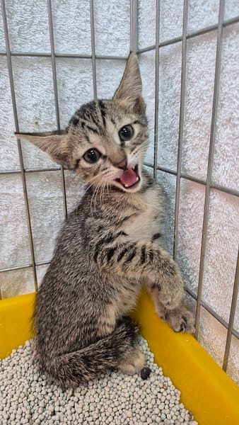 【待認養】混種貓 貓 (女生) - 新北市八里區公立動物之家