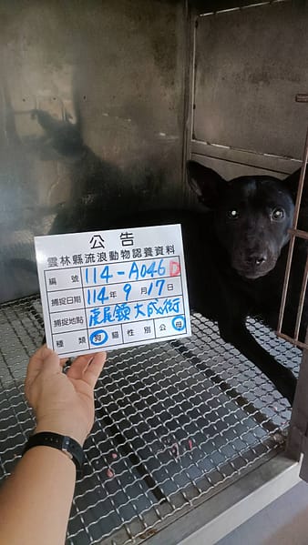 【待認養】混種犬 狗 (女生) - 雲林縣流浪動物收容所